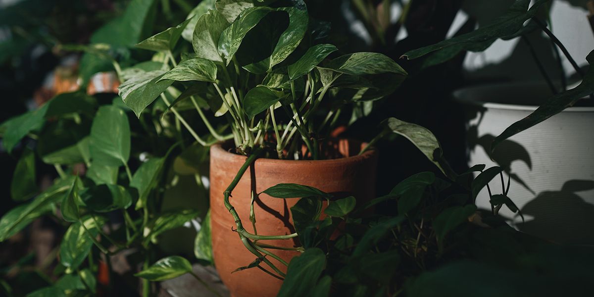 Transformez votre bureau en oasis verdoyante : les plantes idéales pour un éclairage limité