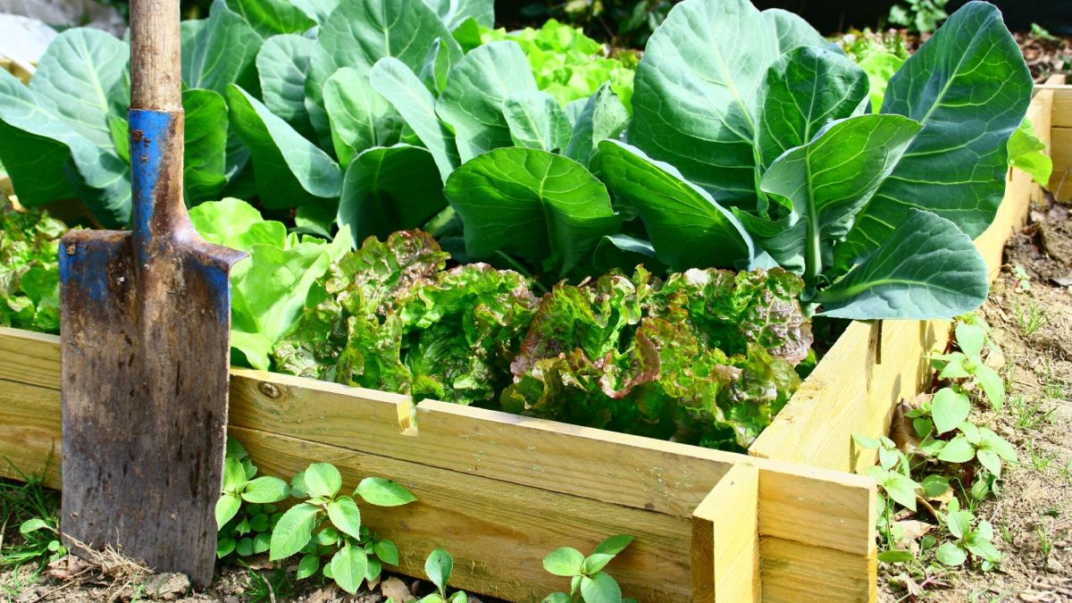 Le jardinage : un allié inattendu pour votre santé