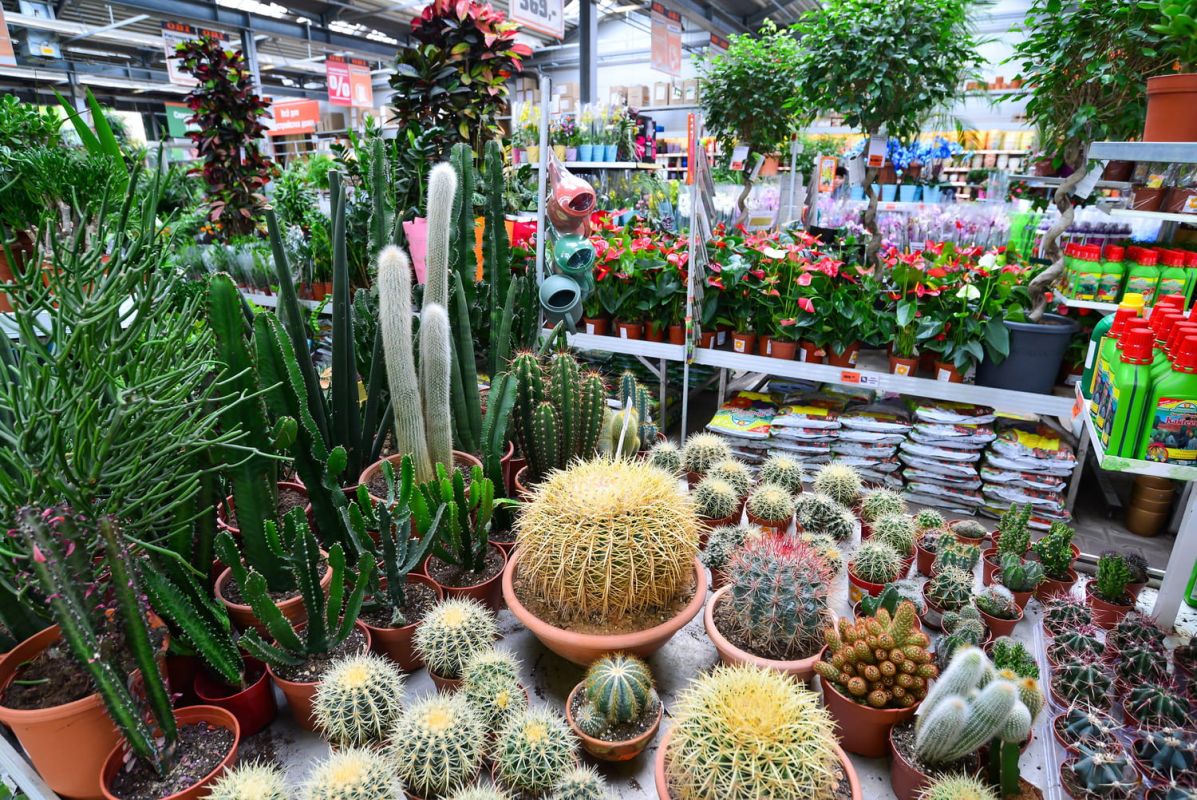 La plante qui marie cactus et orchidée pour sublimer votre intérieur