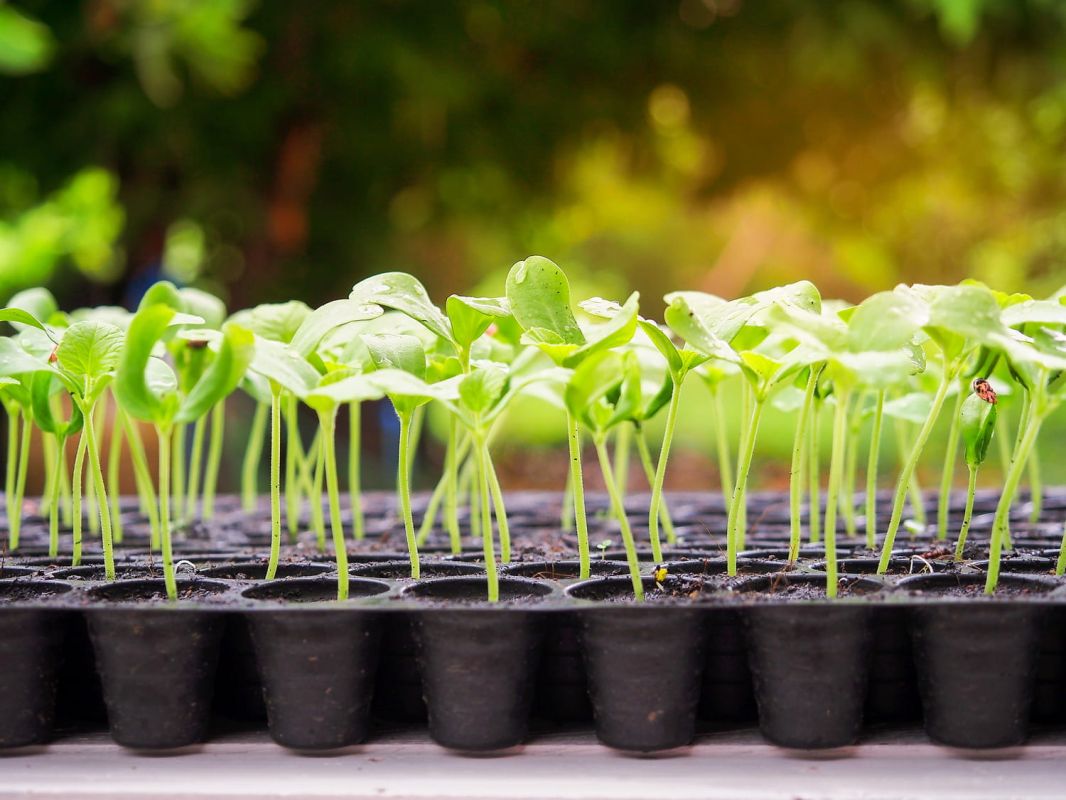 Le guide essentiel pour réussir vos semis de plantes