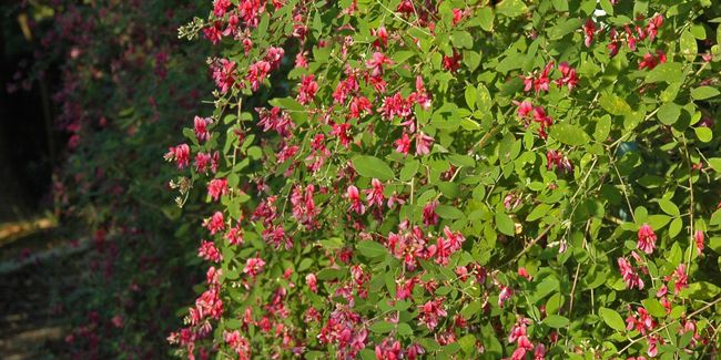 Lespédèze (Lespedeza thunbergii), un desmodium