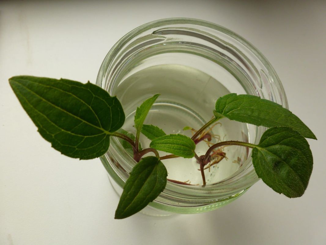 Bouturer vos plantes : astuces et techniques pour réussir