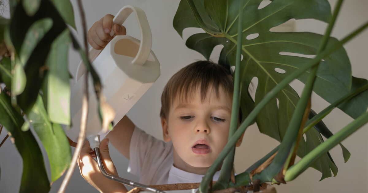 Comment reconnaître les signes de soif de votre Monstera