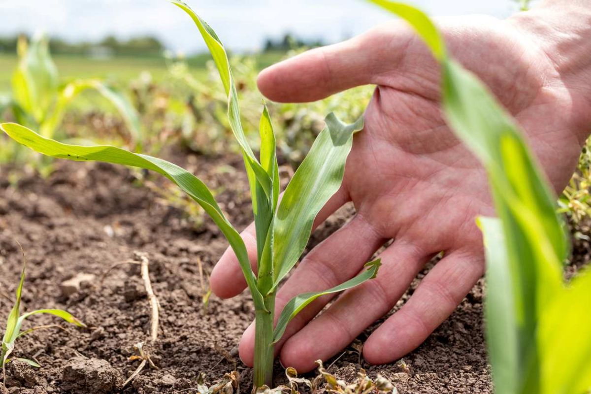 découvrez le jardin des trois sœurs : une méthode de culture révolutionnaire