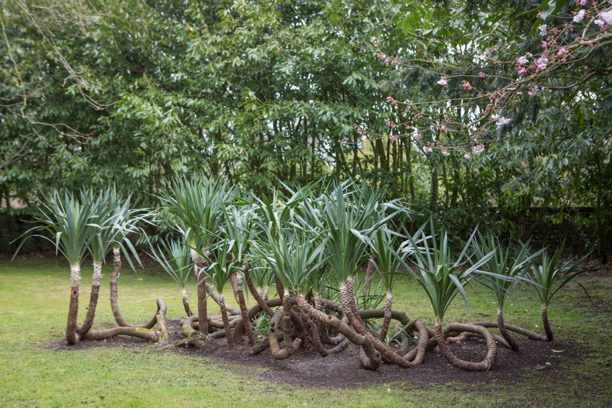Yucca : plantation, entretien, intérieur ou extérieur