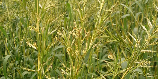 Le palmarosa, un allié naturel pour votre bien-être