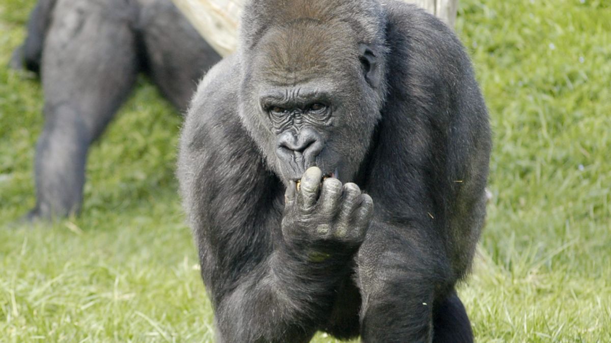 La disparition de Pamela, gorille emblématique d'un zoo français, émeut le public
