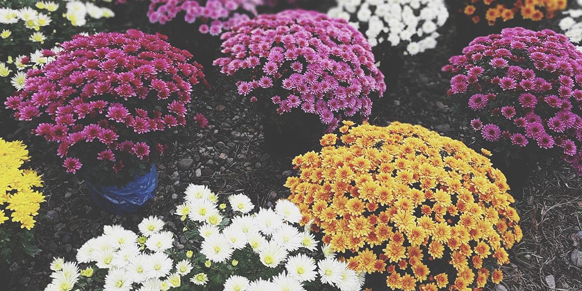 Chrysanthème : la fleur des souvenirs et de la beauté