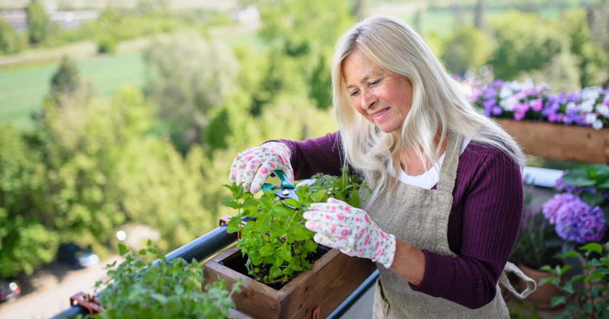 les erreurs à éviter pour bien cultiver ses plantes aromatiques sur le balcon