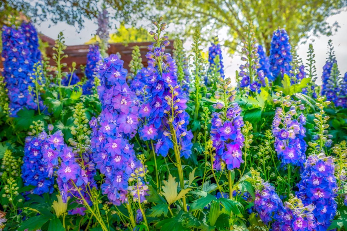 Delphinium : une floraison éclatante, mais une vigilance nécessaire