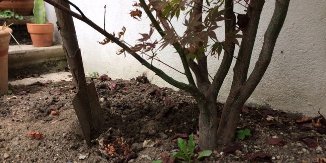 Les secrets d'une transplantation réussie d'arbre