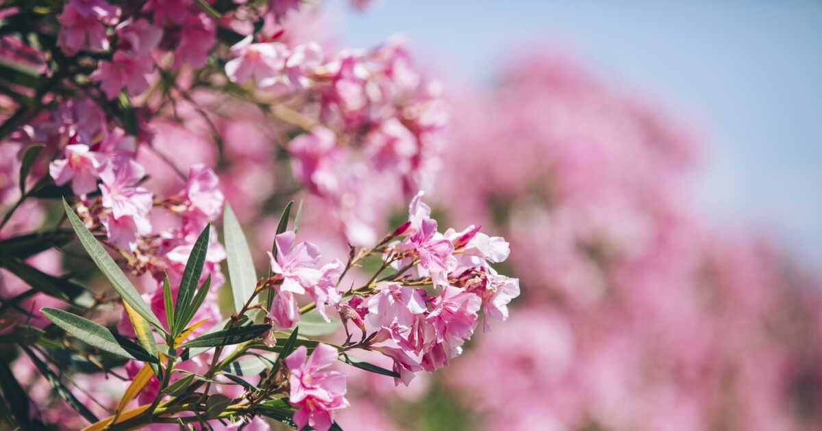 Un jardin éclatant : les arbustes à fleurs à adopter