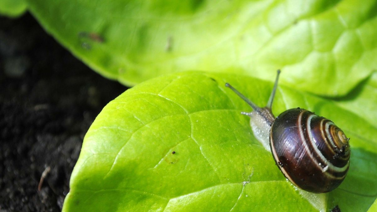 Des solutions pratiques pour protéger vos jeunes pousses des limaces et escargots
