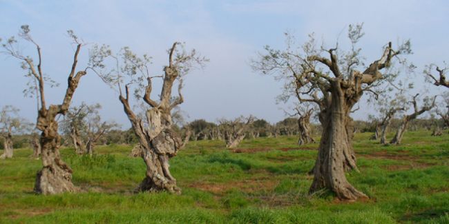 Xylella fastidiosa, la menace invisible pour nos oliviers