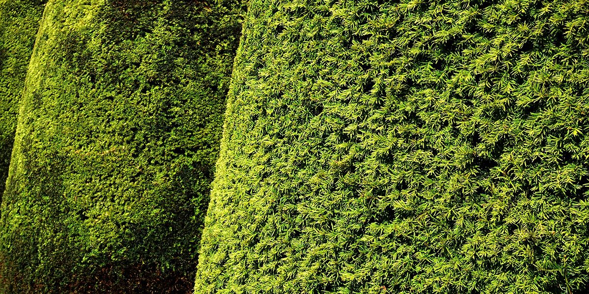 L'if commun, un conifère aux multiples facettes