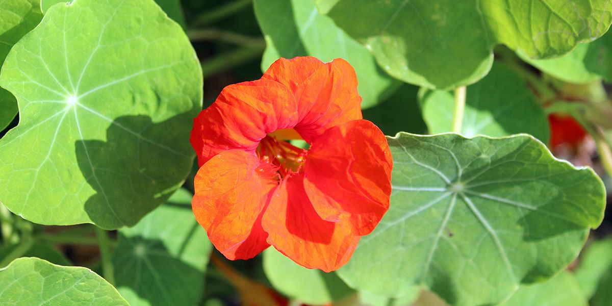 Capucines : l'alliée secrète de votre jardin contre les pucerons