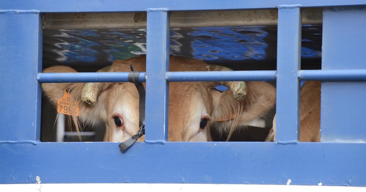 Des révélations choquantes sur un abattoir en Martinique : L214 porte plainte
