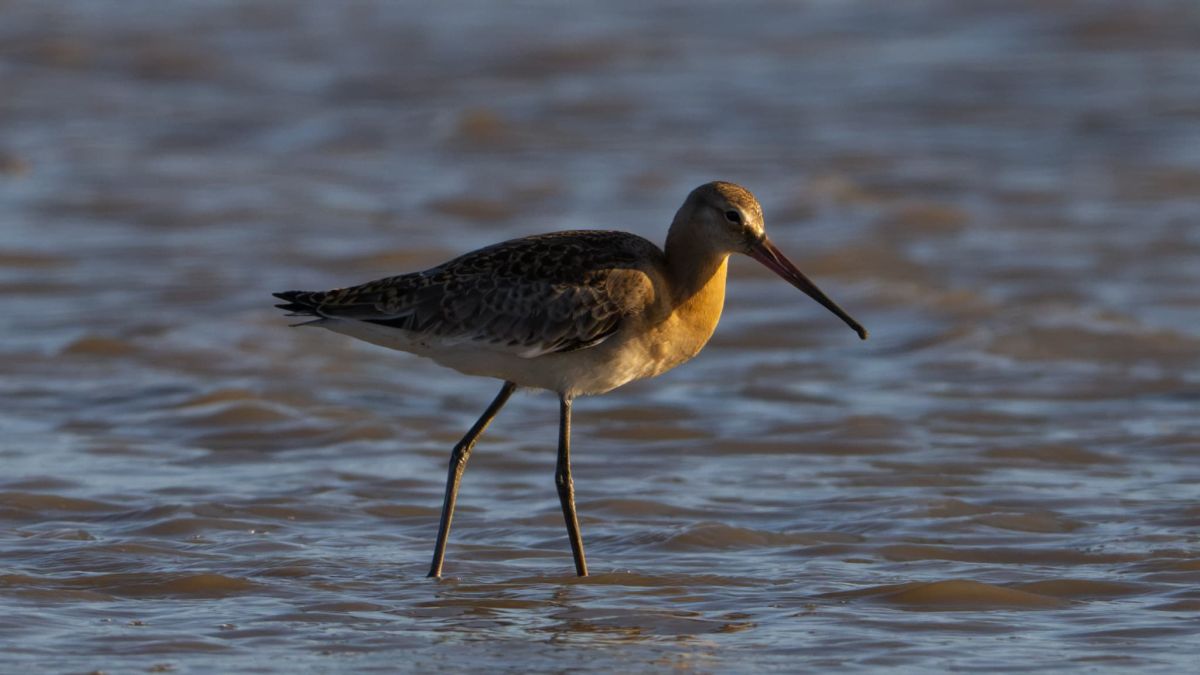Des barges hudsoniennes en danger : un appel urgent pour la sauvegarde d'un migrateur mythique