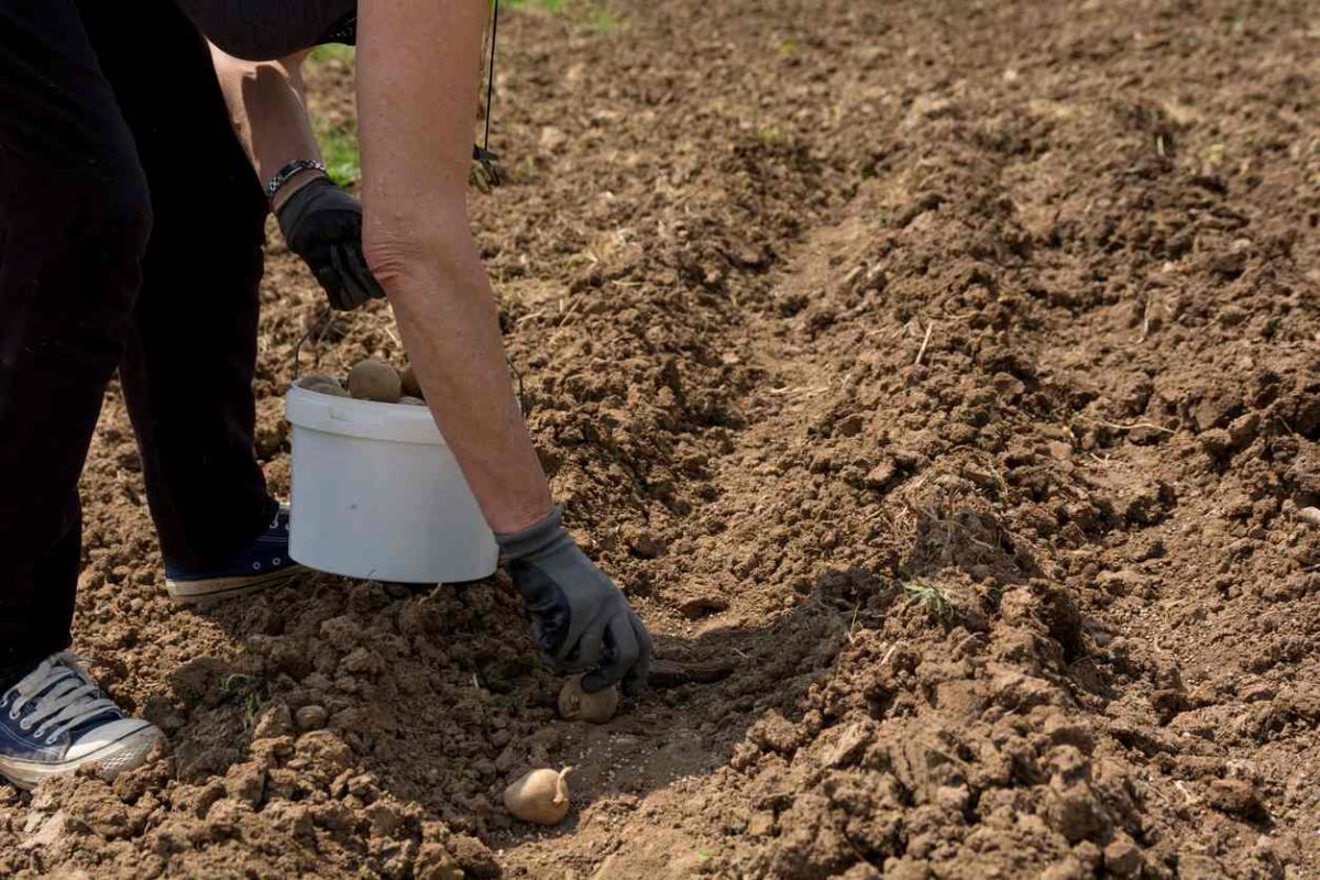 Semez des pommes de terre pour une récolte sublime : nos conseils incontournables