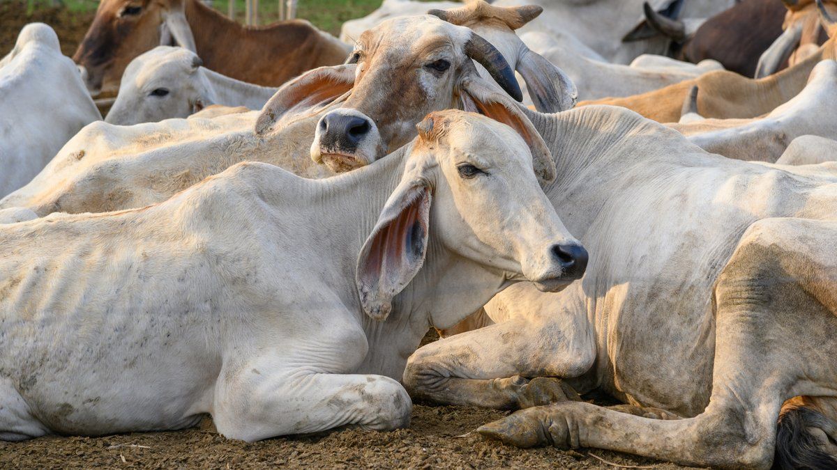 L214 dévoile des pratiques choquantes dans un abattoir de Martinique
