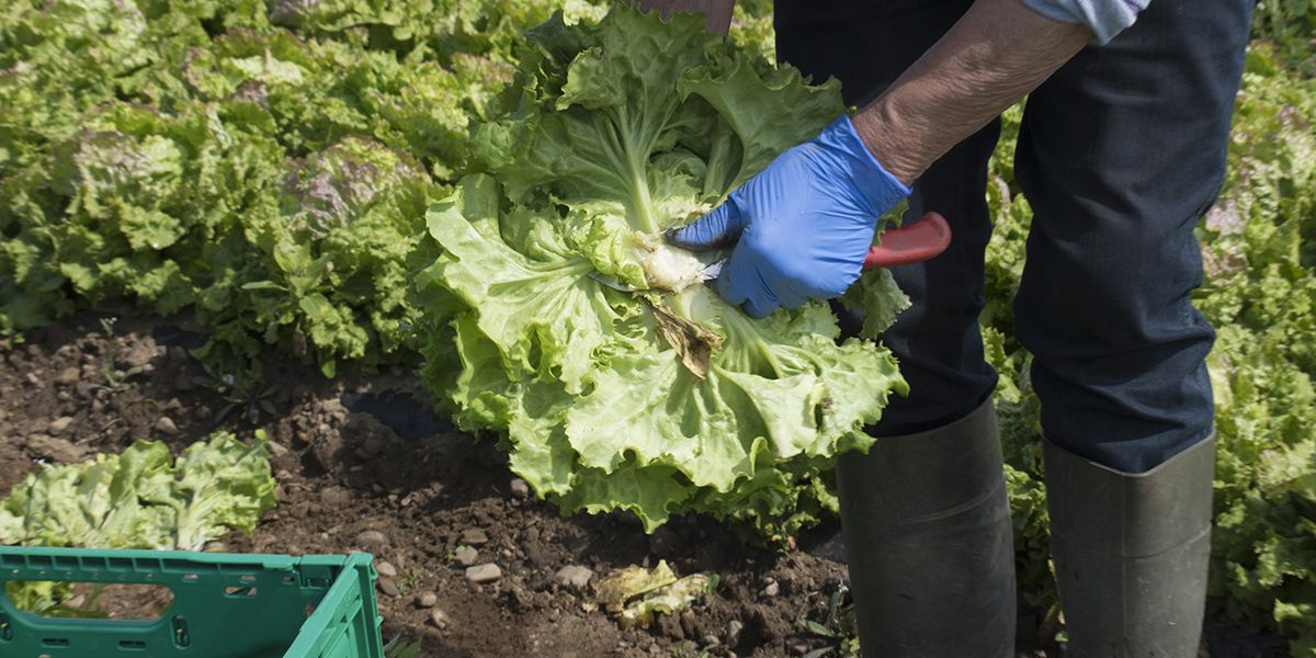 Comment optimiser la culture des salades en maximisant la qualité du sol