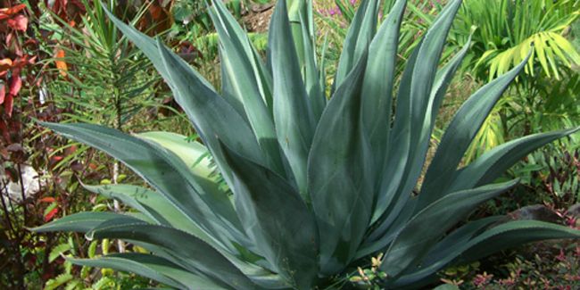 L'agave, la plante aux multiples vertus et son rôle clé dans la téquila