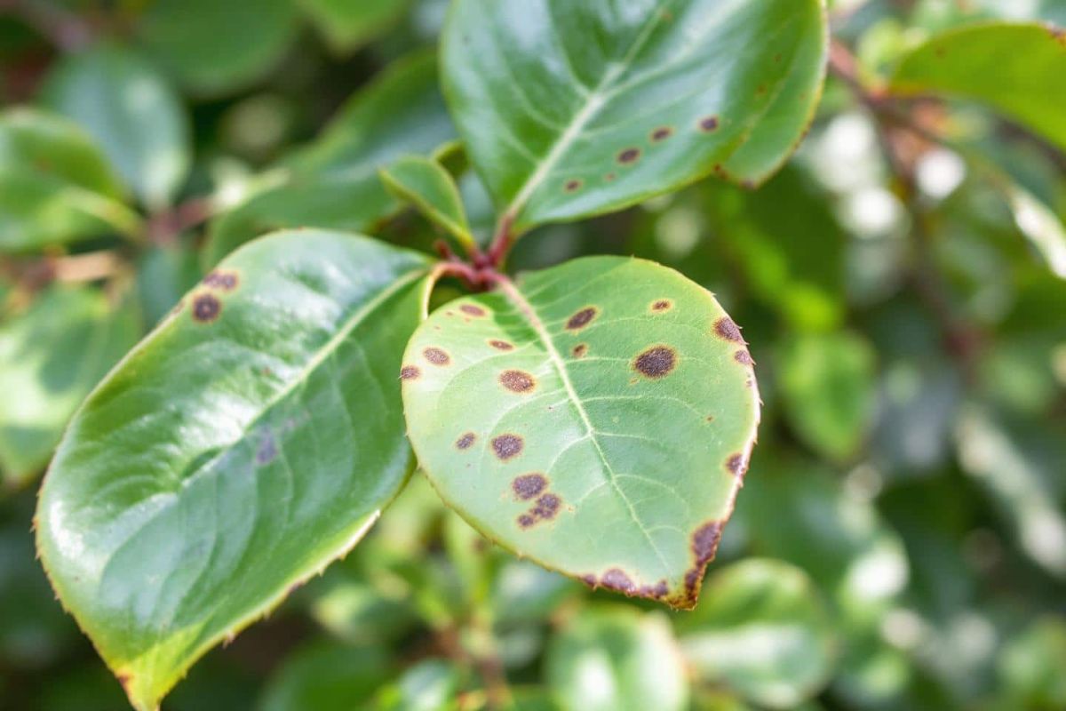 Protégez vos lauriers-cerises : les gestes à adopter dès septembre