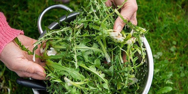 Découverte des plantes comestibles le long des chemins : un trésor naturel à portée de main