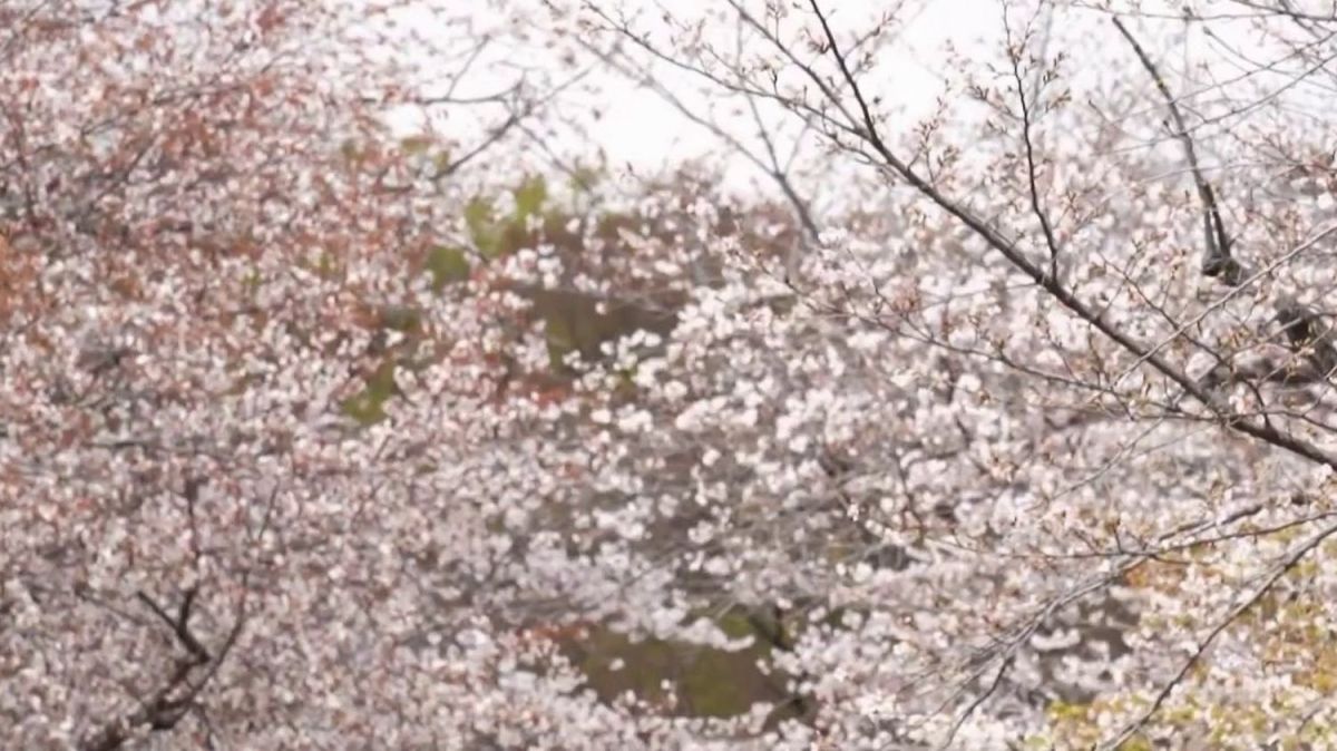 Le printemps japonais magnifié par la floraison des cerisiers