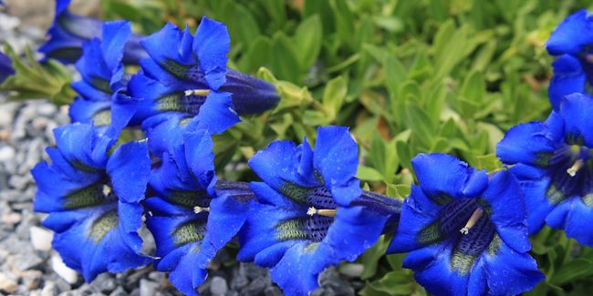 À la découverte de la gentiane, trésor des montagnes