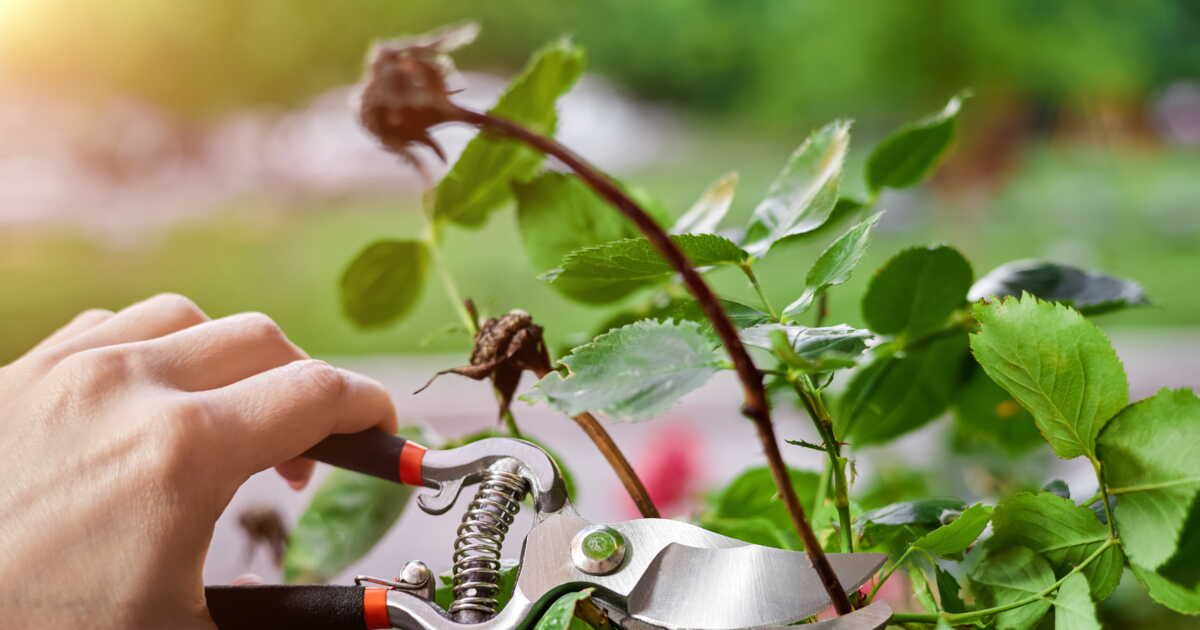 L’art de la taille des rosiers : conseils et astuces pour une floraison éclatante