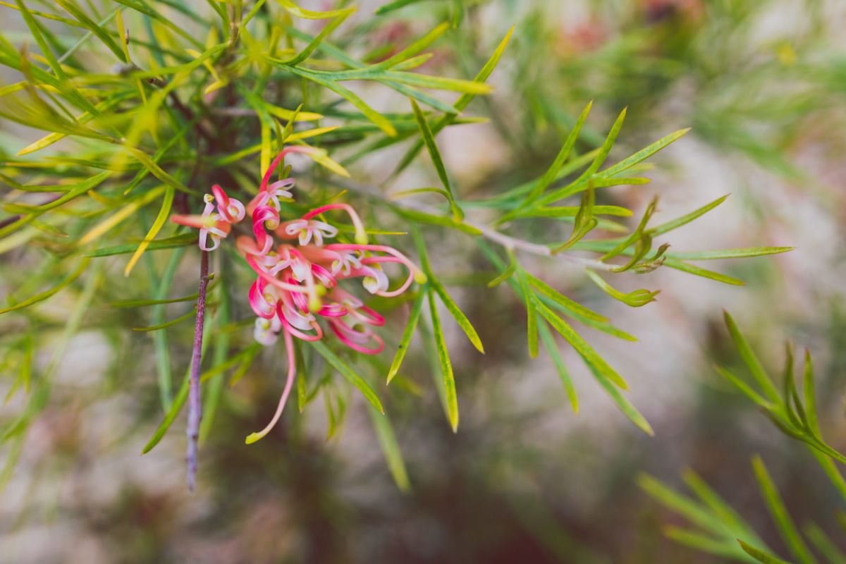 Grevillea : entretenir cette plante qui déteste le calcaire et que faire si elle a jauni ?