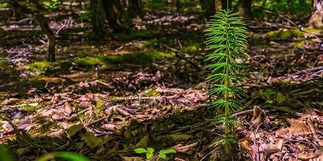 découvrez les vertus santé de la prêle des champs