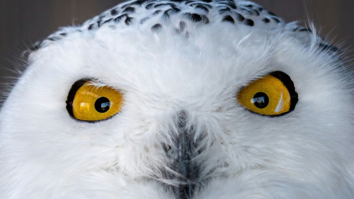 La chouette d'Harry Potter et 40 autres espèces mises sous protection internationale