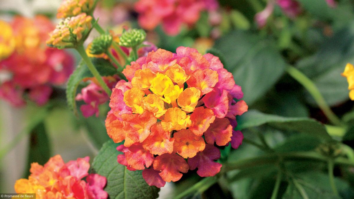 Le jardin à l'honneur : découvrez les tendances qui embellissent 2021