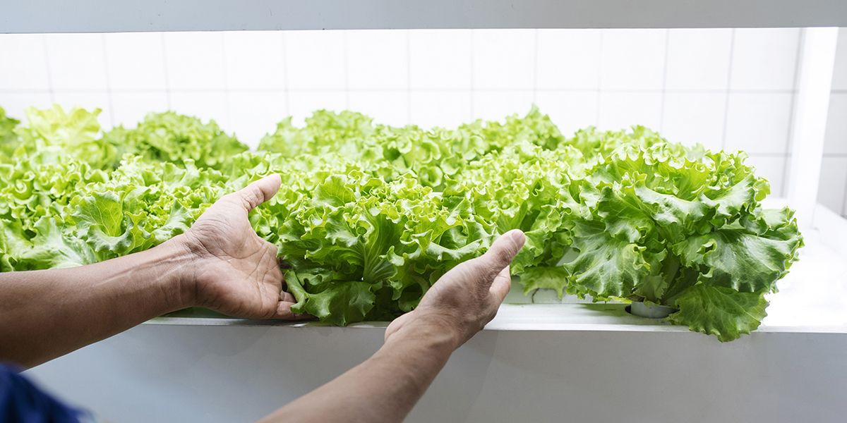 Qu'est-ce que la culture hydroponique ? Principe et fonctionnement