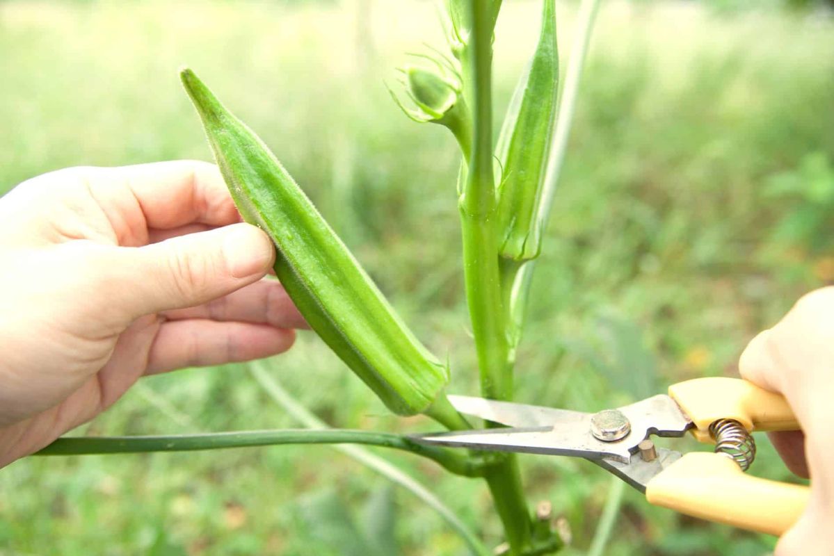 Un légume tropical qui révolutionne la culture en France