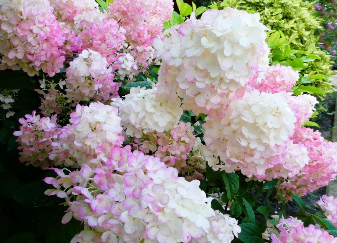 les 3 arbustes indispensables pour un jardin enchanteur cet été