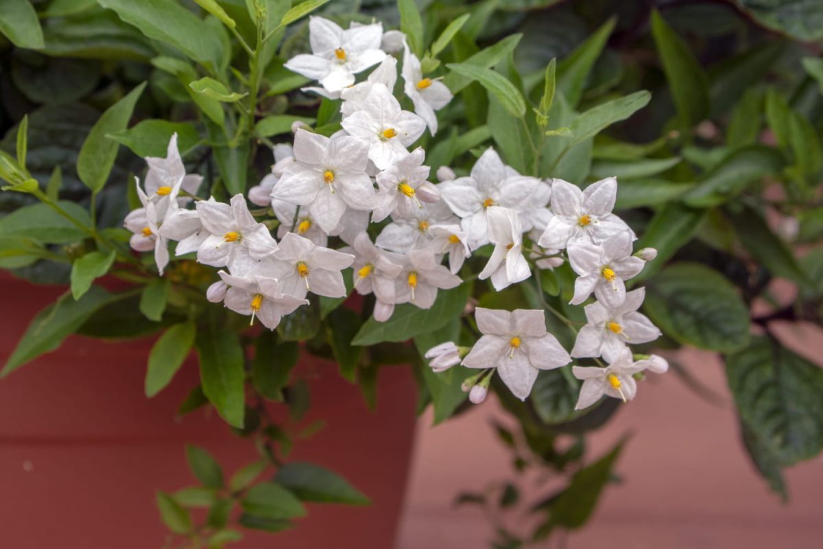 La morelle faux jasmin, une plante grimpante à la floraison éblouissante