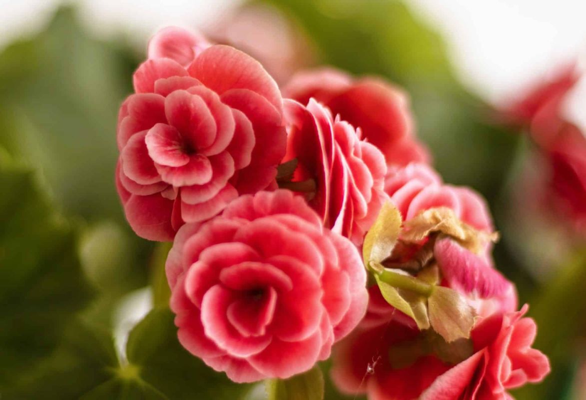 Le bégonia tubéreux : la star des balcons en fleur