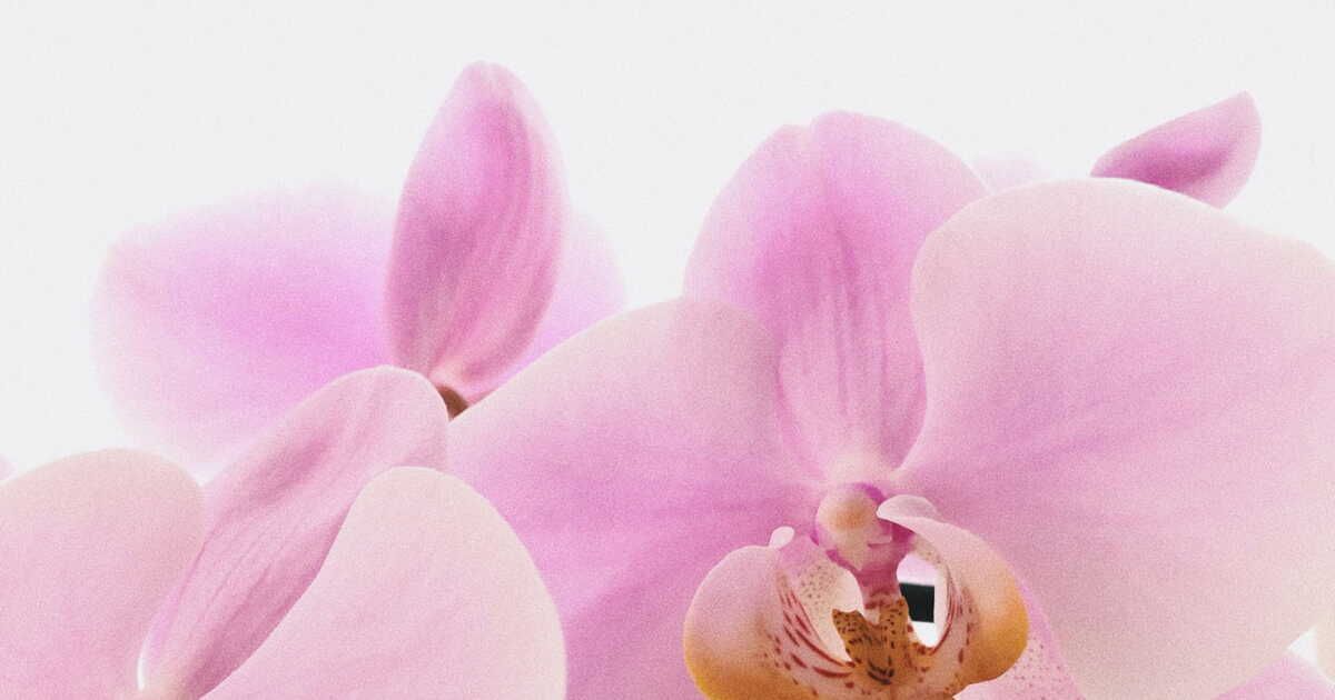 La magie des orchidées