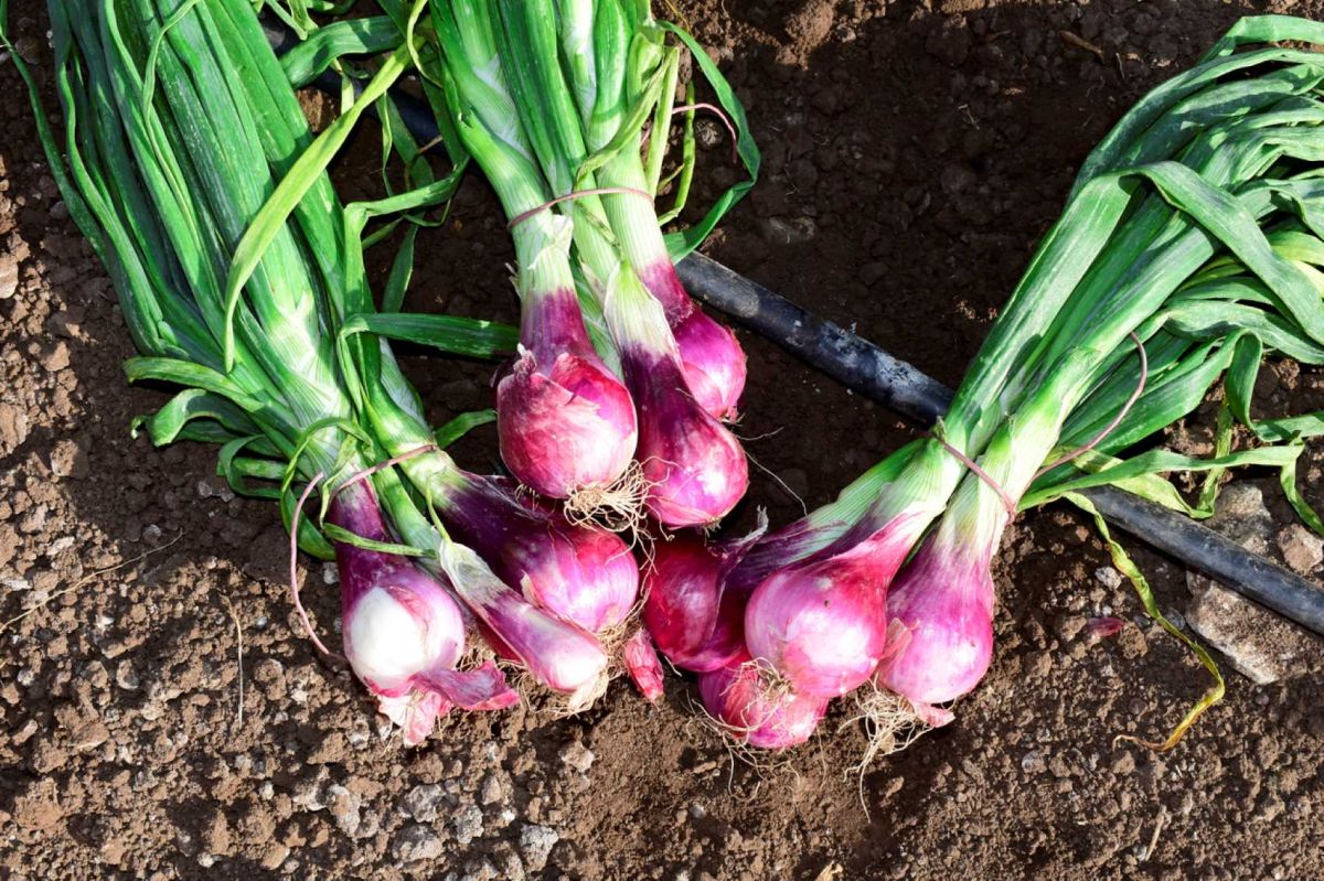 Maîtrisez l'art de cultiver des oignons rouges : le guide essentiel