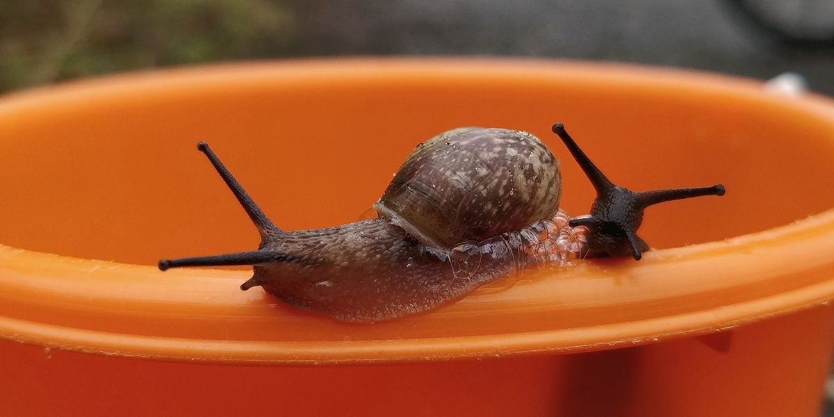 Comment créer un piège à escargots vraiment efficace ?