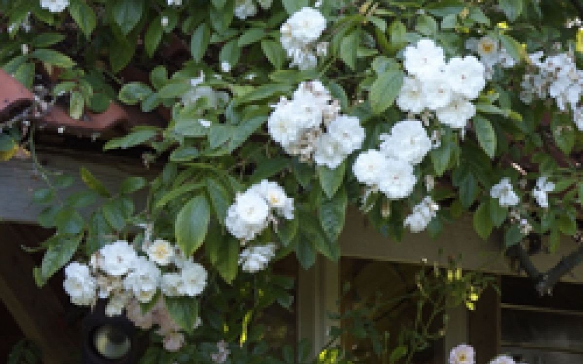 Planter un rosier grimpant