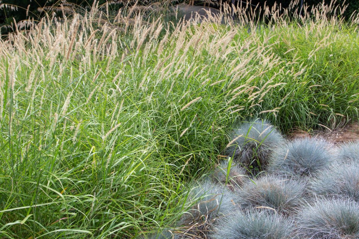 Le bleu sarcelle : la couleur jardin tendance de 2025 à adopter dès maintenant