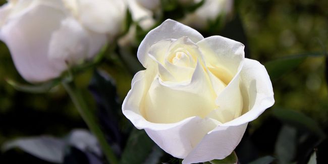 Qui finance les funérailles en l'absence d'assurance obsèques ?