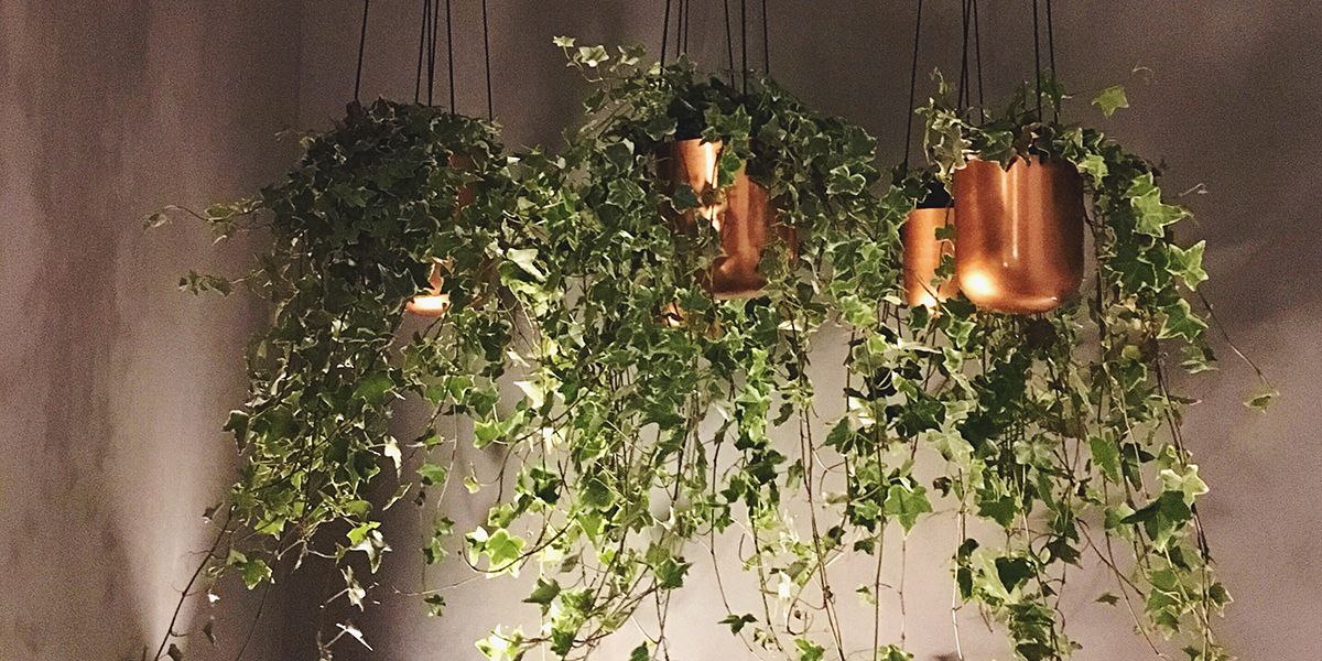 Cultiver du lierre en pot : 8 conseils essentiels pour un entretien réussi