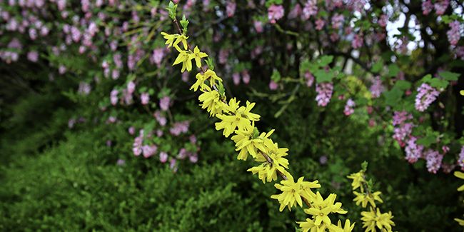 Les 10 arbustes à croissance rapide pour des haies éclatantes