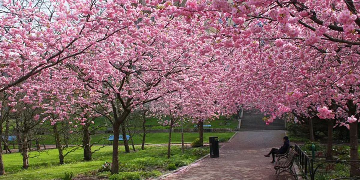 La magie des cerisiers du Japon : une floraison spectaculaire au printemps