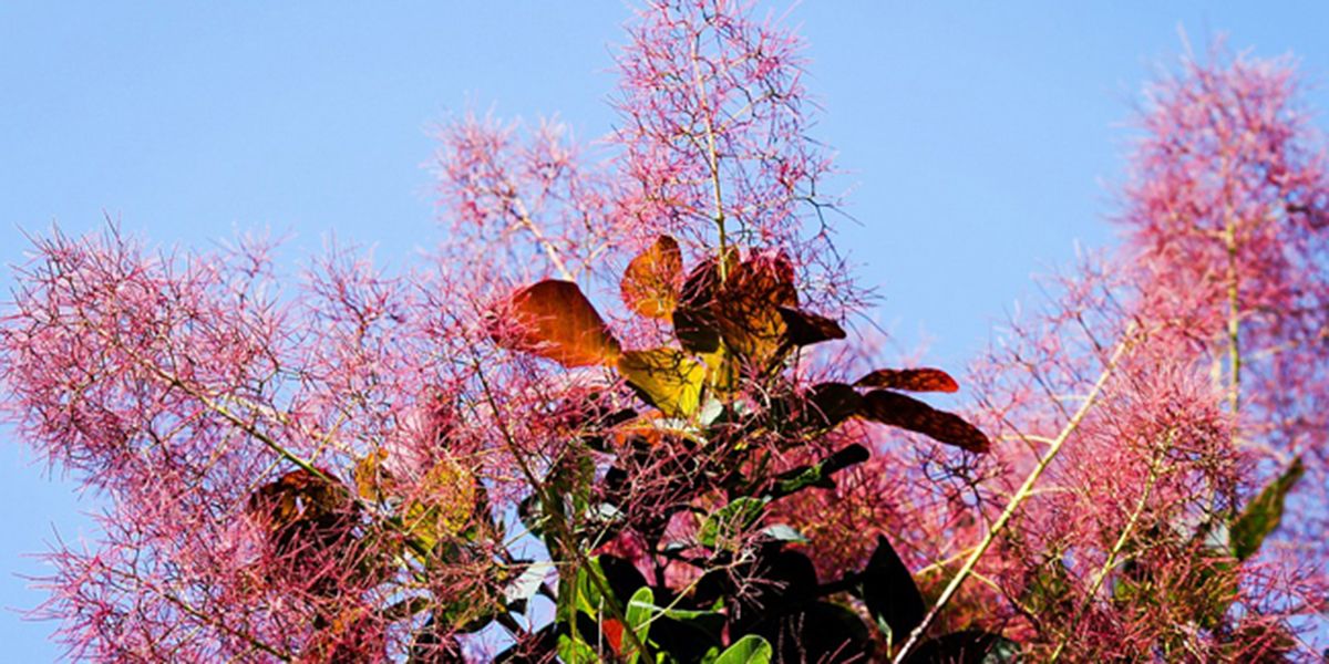 L'arbre à perruques, l'arbuste qui embellit votre jardin